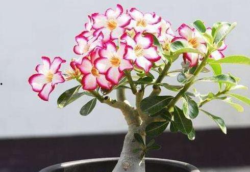 娱乐吃瓜酱沙漠玫瑰,娱乐吃瓜酱的璀璨绽放