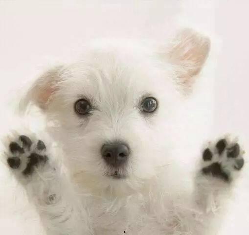 娱乐吃瓜酱小白狗,揭秘娱乐圈那些不为人知的幕后故事