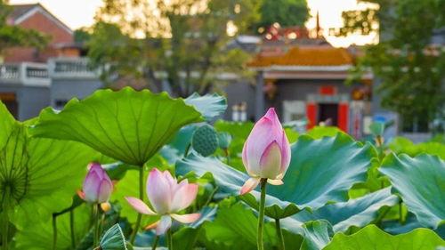 娱乐吃瓜君白莲花,娱乐吃瓜君的甜蜜诱惑